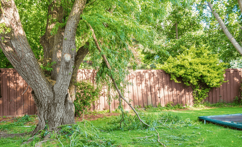 Count The Broken Branches On Your Tree