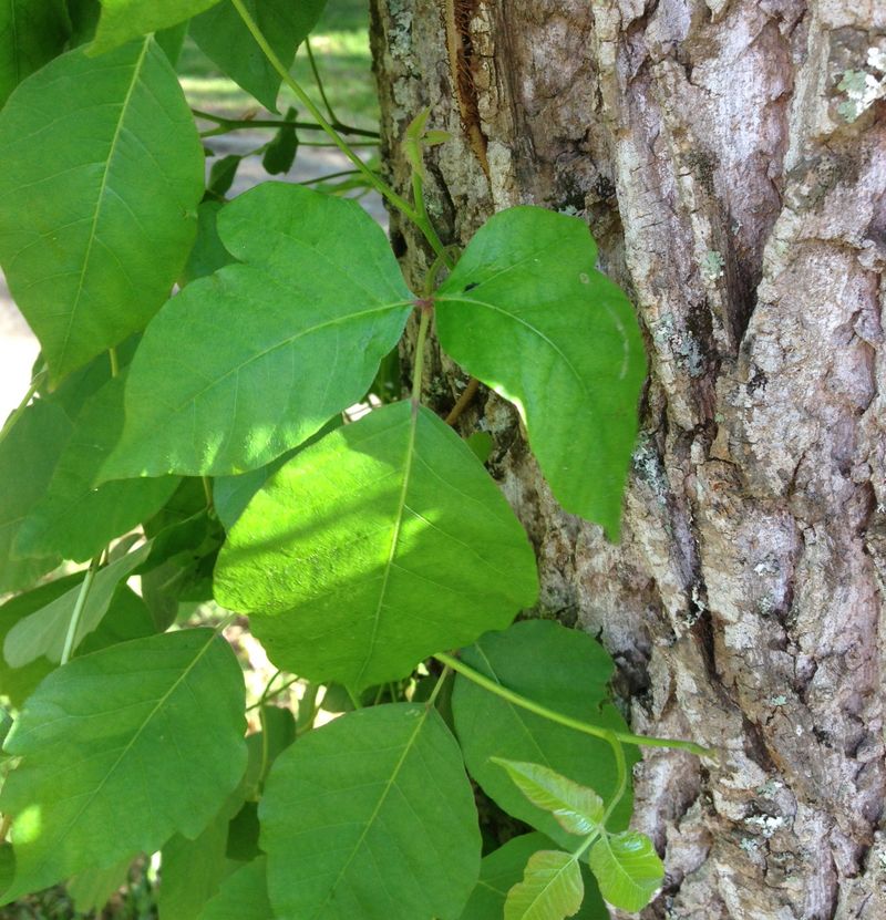 Counting Leaflets Is The Quickest Way To Tell Them Apart Counting Leaflets Is The Quickest Way To Tell Them Apart