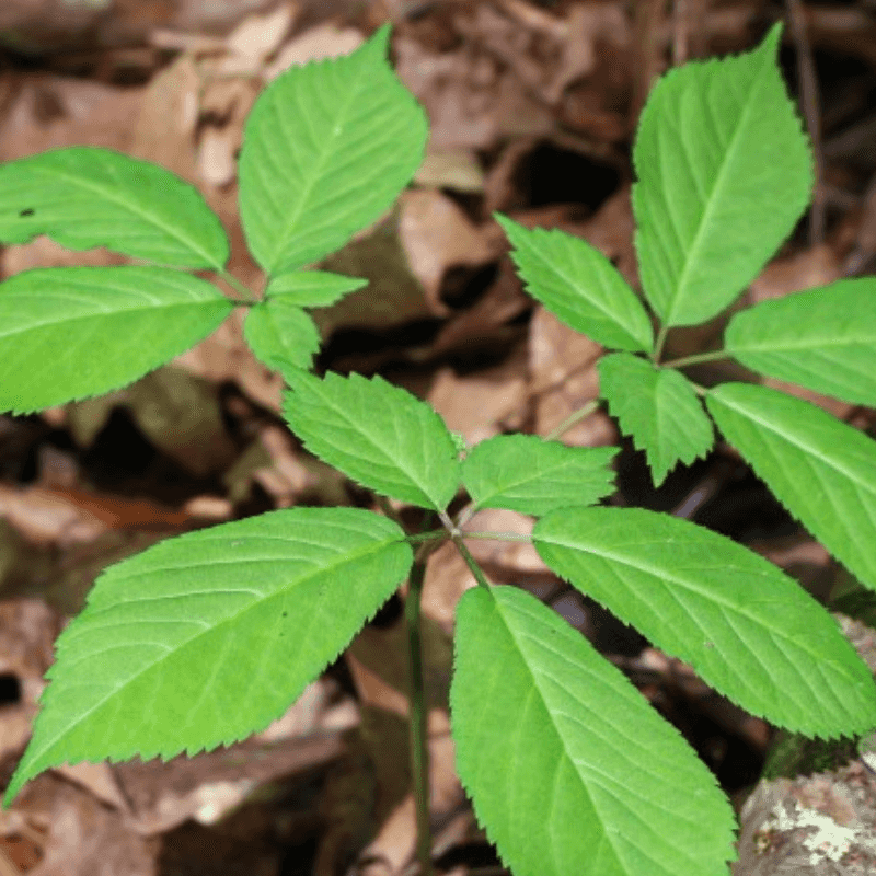 Counting Prongs Or Four Stem Scars Counting Prongs Or Four Stem Scars