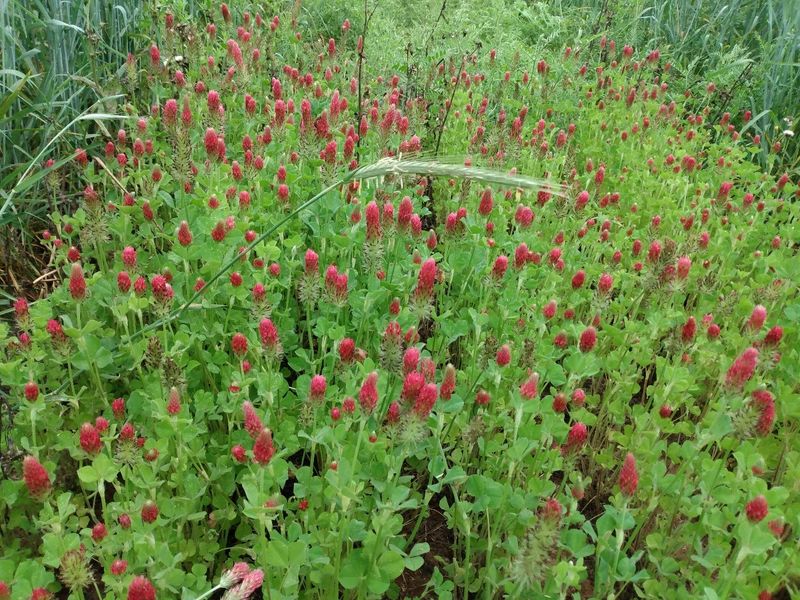 Cover Crops Rebuild Tired Texas Dirt Cover Crops Rebuild Tired Texas Dirt