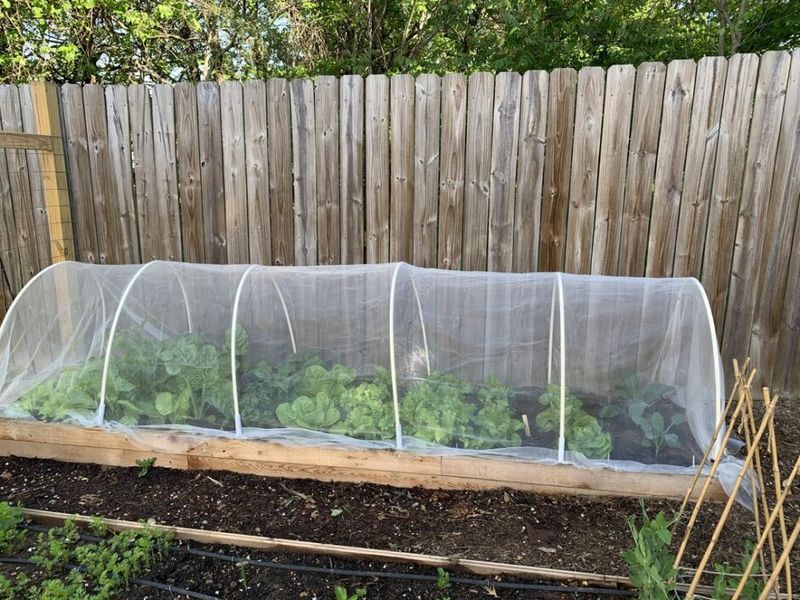 Cover Crops With Row Covers And Netting Cover Crops With Row Covers And Netting