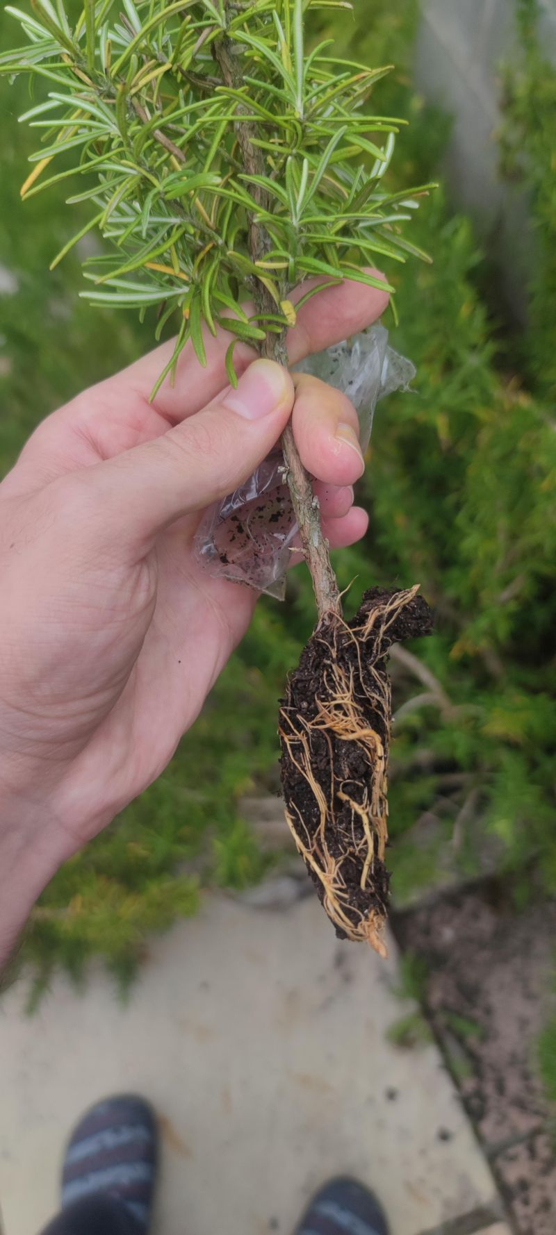Cover Cuttings To Hold In Humidity