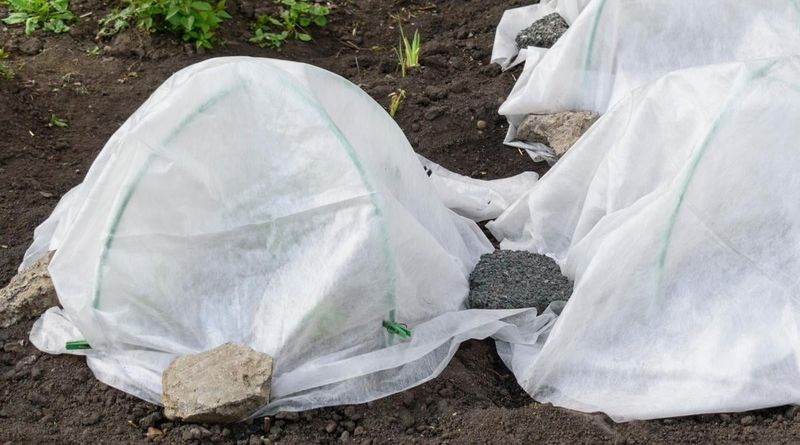 Cover Or Move Plants Before The Cold Night