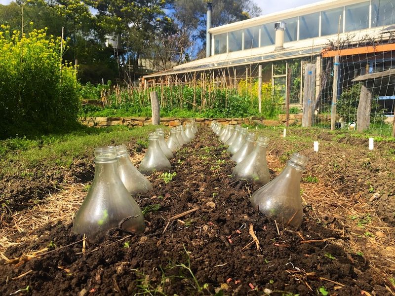 Cover Seedlings With Cloches Or Cages Cover Seedlings With Cloches Or Cages