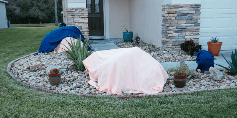 Cover Tender Plants Overnight