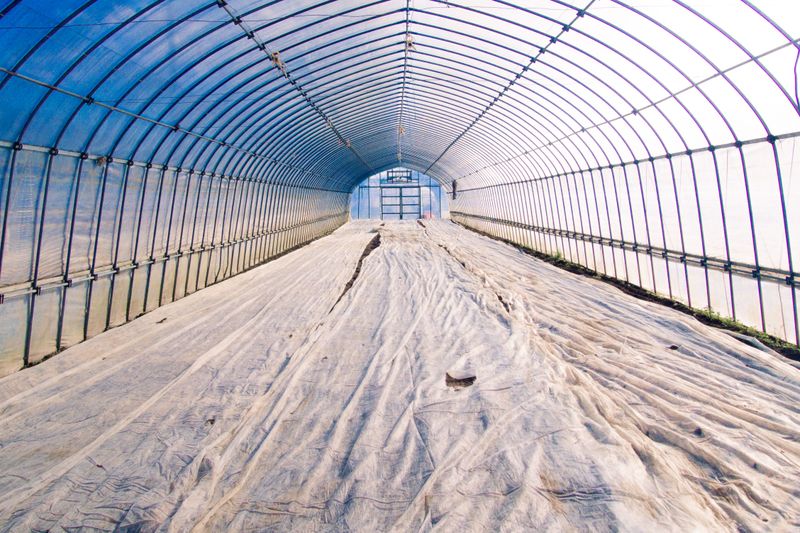 Cover Tender Plants With Sheets Or Frost Cloth At Night