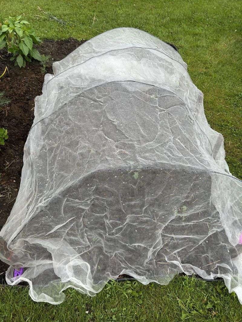 Cover Tender Seedlings With Breathable Fabric Cover Tender Seedlings With Breathable Fabric