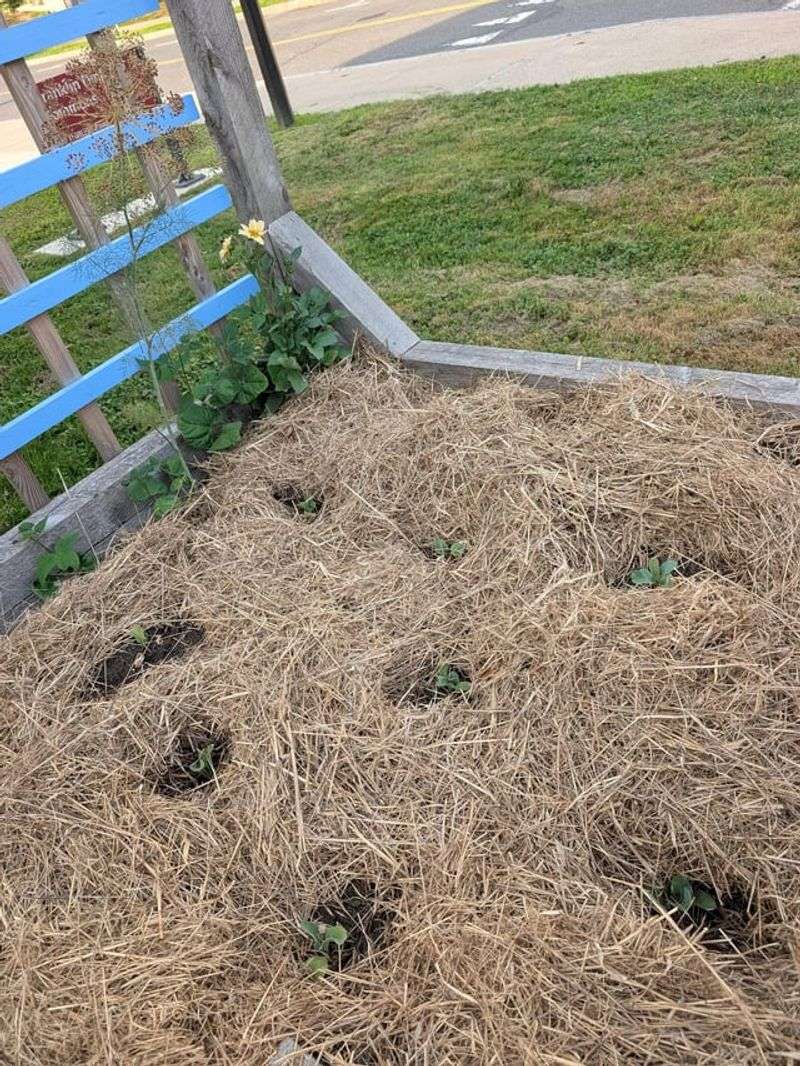 Cover Your Bare Soil With A Crop Or Mulch Layer