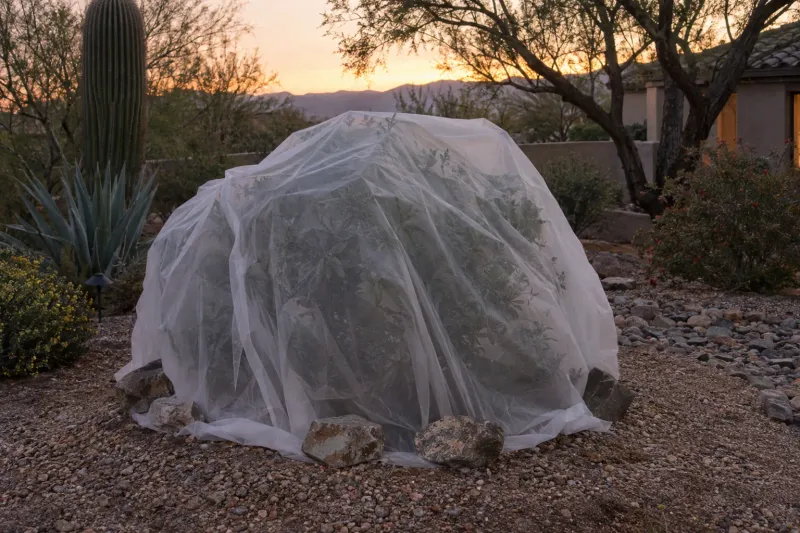 Cover the tree only when a freeze is forecast Cover the tree only when a freeze is forecast
