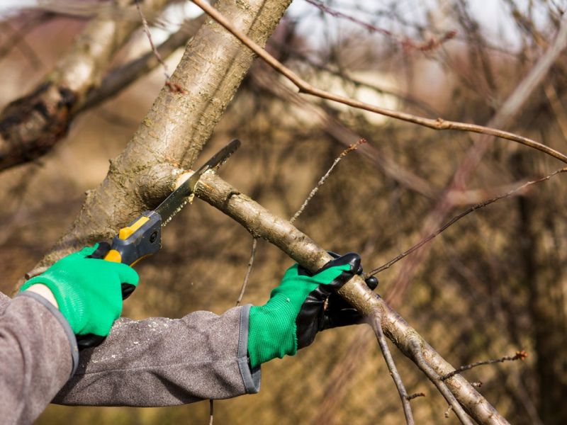 Cover your skin when you prune Cover your skin when you prune