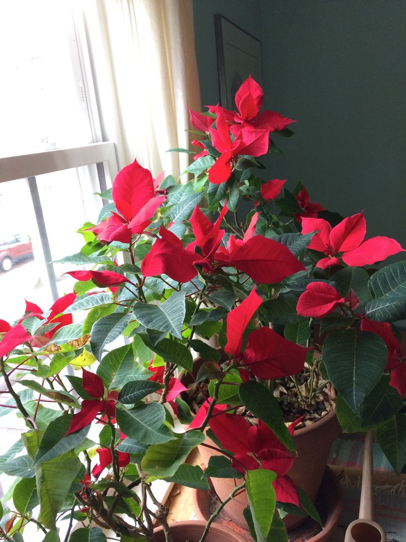 Covering Plants With A Box Each Evening Blocks Unwanted Light