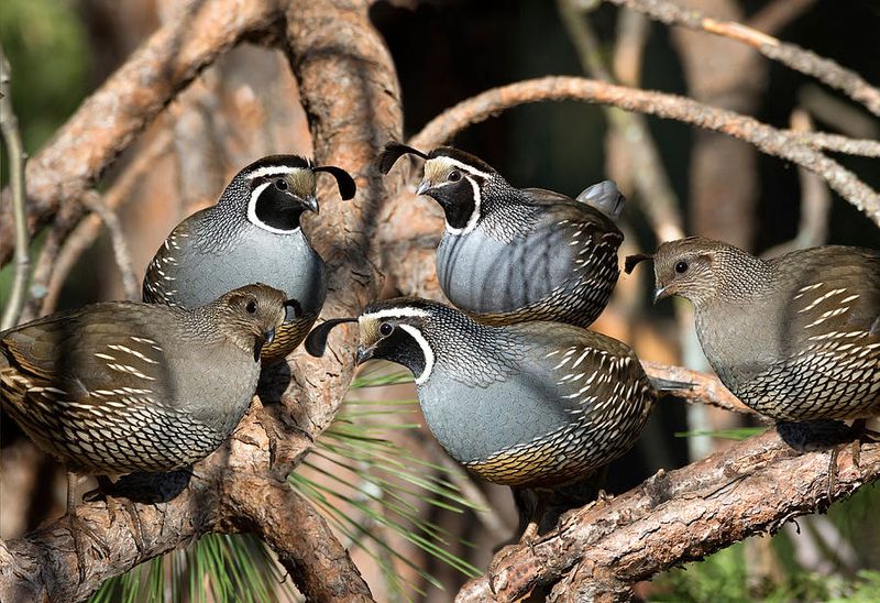 Coveys Stick Together Through Winter