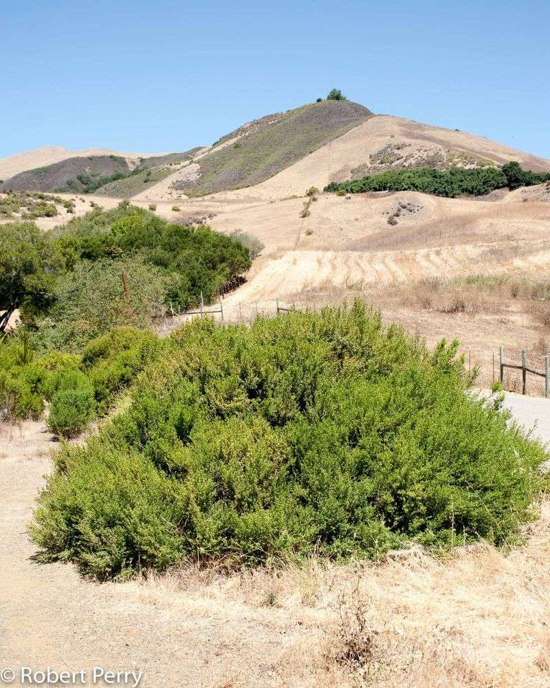 Coyote Brush Bounces Back Without Help Coyote Brush Bounces Back Without Help
