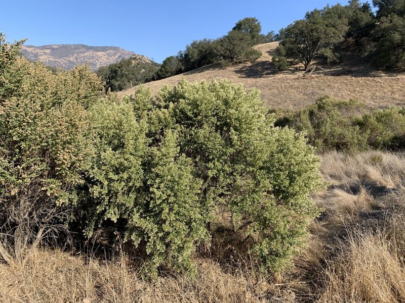 Coyote Brush Skirts Hide The Ground Coyote Brush Skirts Hide The Ground