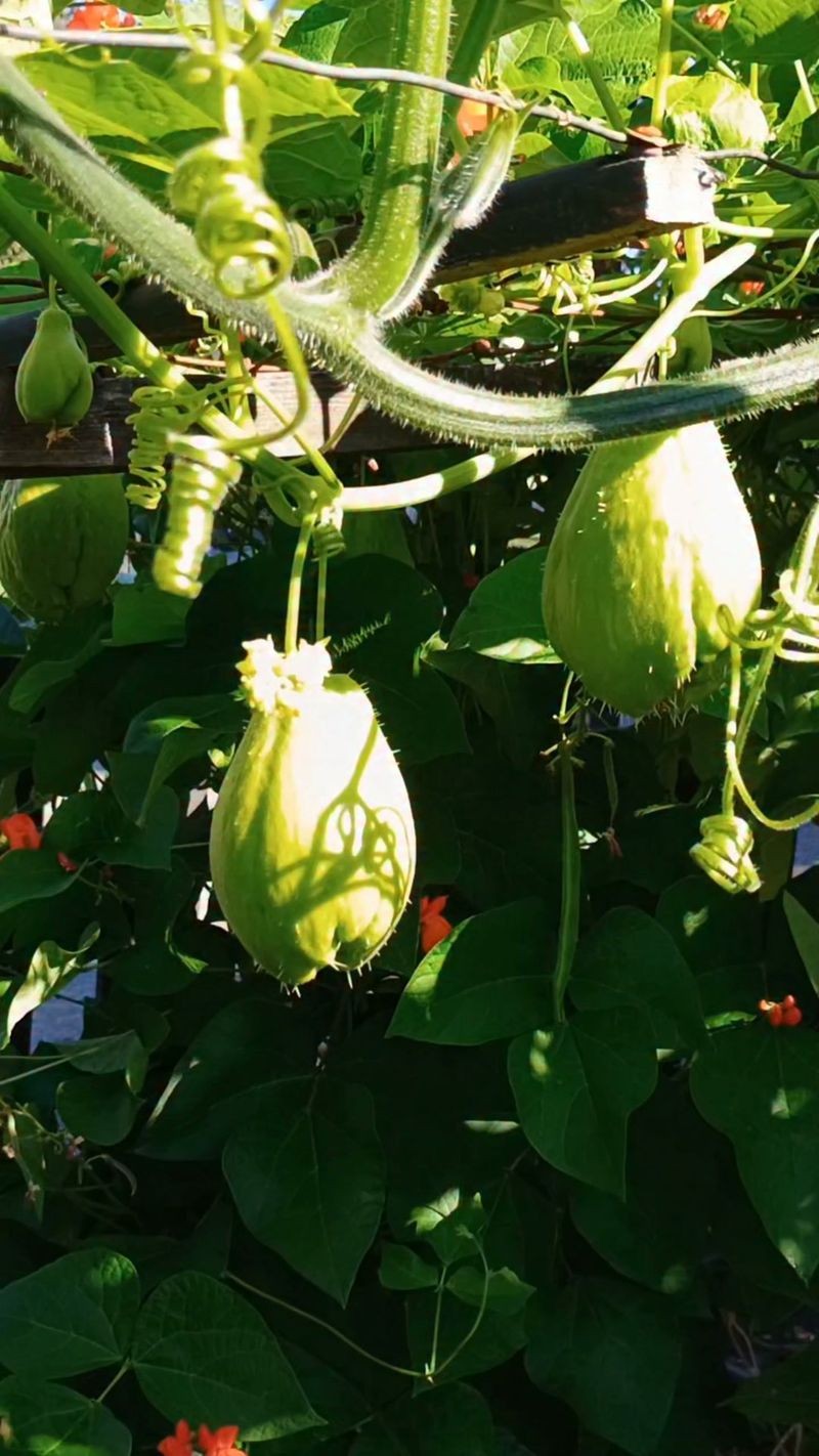 Coyote Gourd (Cucurbita digitata) Coyote Gourd (Cucurbita digitata)