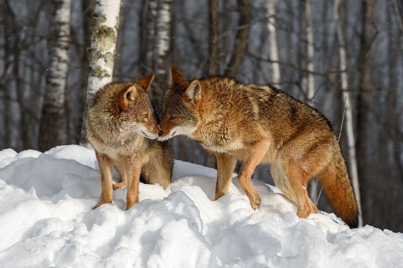 Coyotes Start Pairing Up In Late Winter