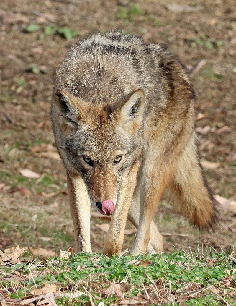 Coyotes Wandering Closer To The House Often Have A Food Reason Coyotes Wandering Closer To The House Often Have A Food Reason