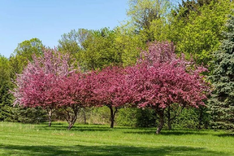 Crabapple For Blossoms And Winter Fruit Crabapple For Blossoms And Winter Fruit