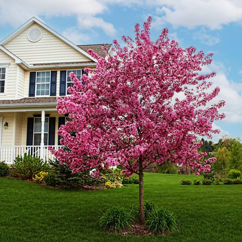 Crabapple Trees Create Cheerful Shade 