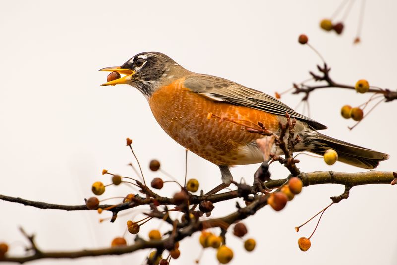 Crabapples, Hawthorns And Holly Help Feed Them Crabapples, Hawthorns And Holly Help Feed Them