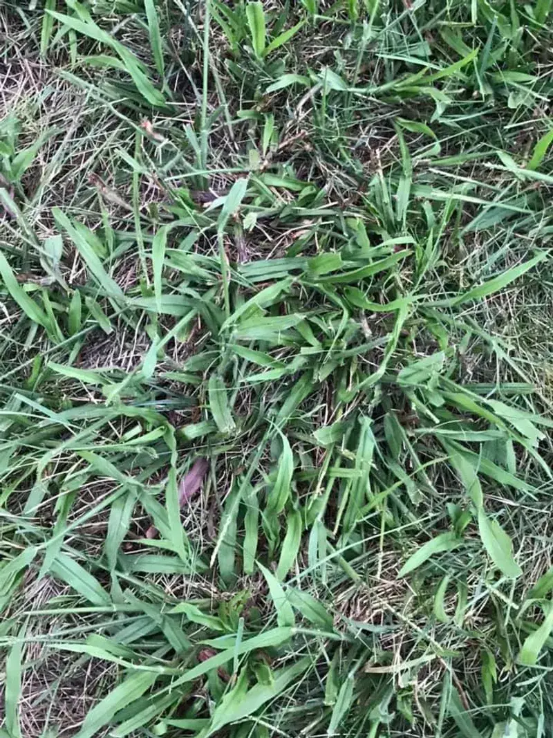 Crabgrass Still Needs Its Own Late-Winter Application Crabgrass Still Needs Its Own Late-Winter Application