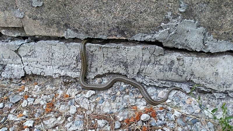 Cracks And Gaps That Invite Snakes Inside Cracks And Gaps That Invite Snakes Inside