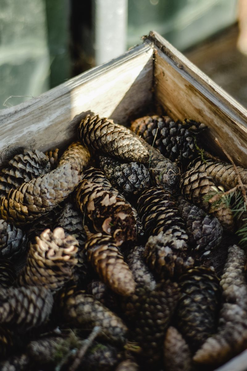 Craft A Woodsy Pine Cone Jam Craft A Woodsy Pine Cone Jam
