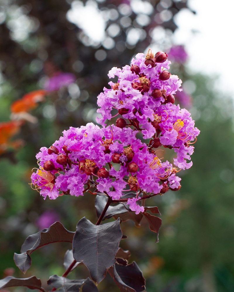 Crape Myrtle Is The Patio Tree To Plant