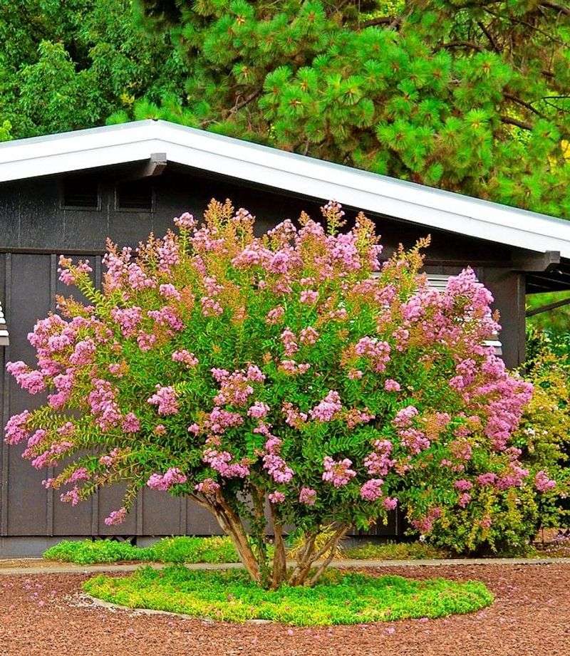 Crape Myrtles, Which Wait For Late Winter Crape Myrtles, Which Wait For Late Winter