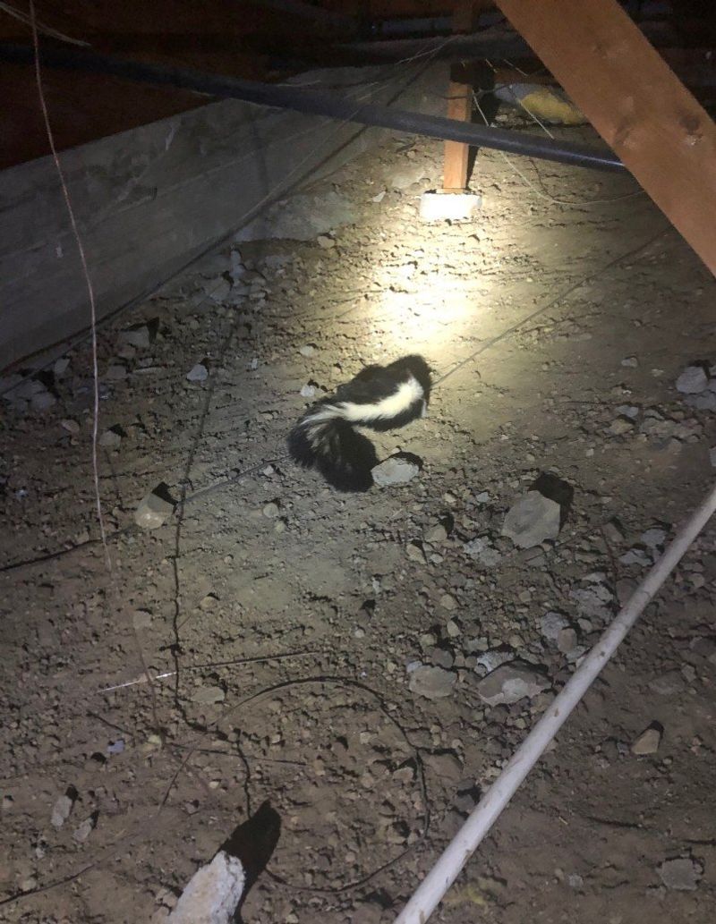 Crawl Spaces Beat Open Ground