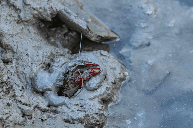 Crayfish Building Muddy Chimney Towers