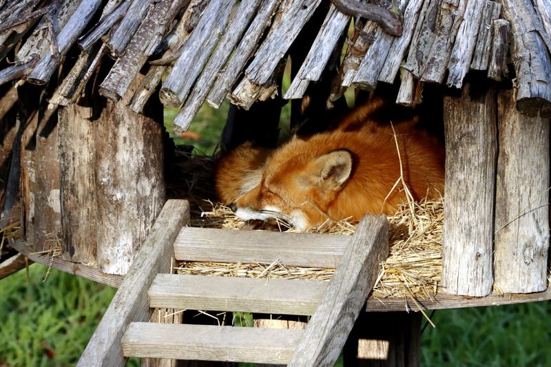 Create Cozy Homes For Helpful Critters