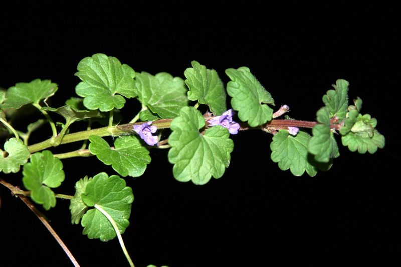 Creeping Charlie Spreads With Square Stems And Scalloped Leaves Creeping Charlie Spreads With Square Stems And Scalloped Leaves