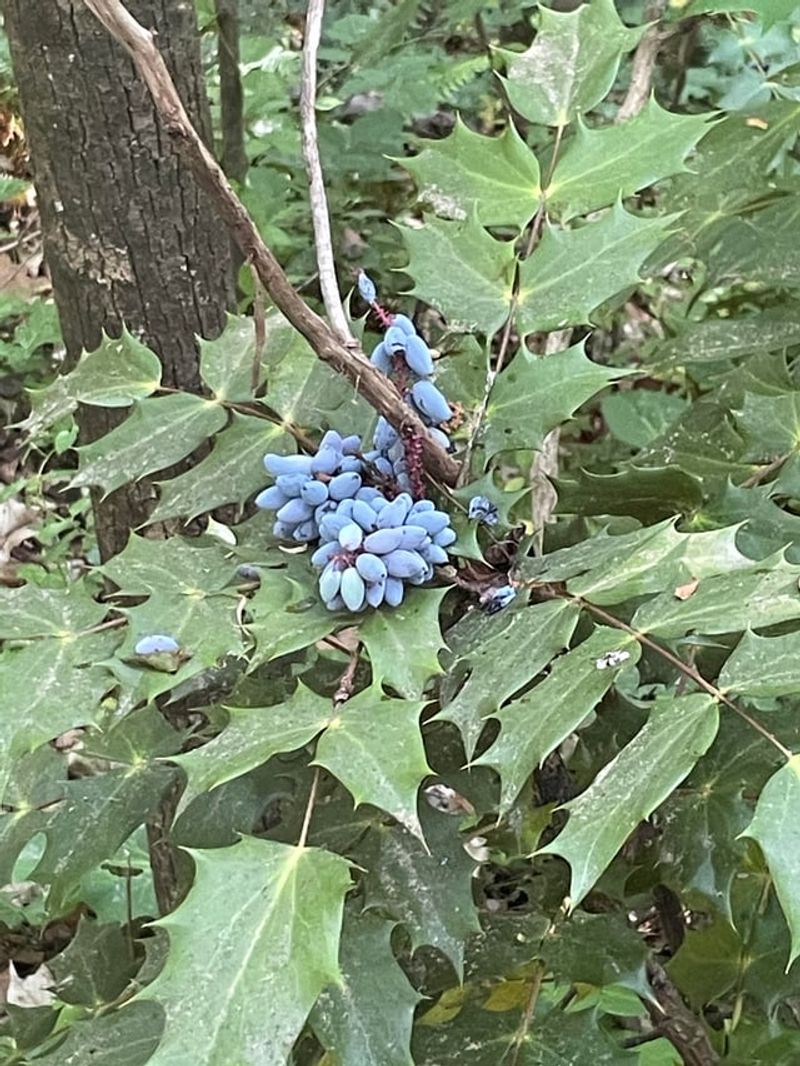 Creeping Mahonia Handles Shady Slopes Creeping Mahonia Handles Shady Slopes