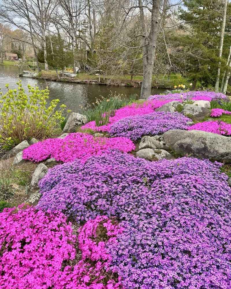 Creeping Phlox Carpets Sunny Slopes In Spring Color
