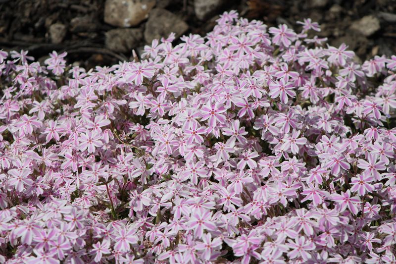 Creeping Phlox Carpets Sunny Slopes