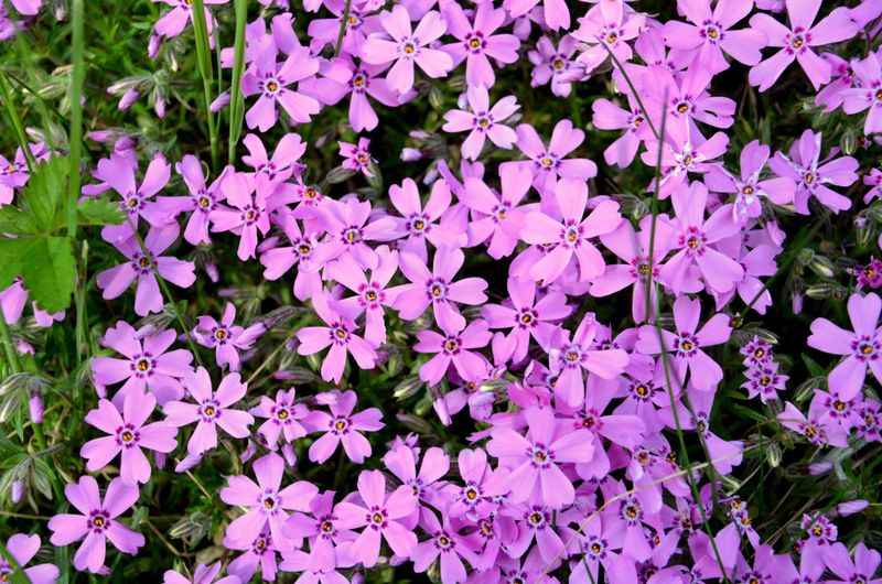 Creeping Phlox For Spring Color Creeping Phlox For Spring Color