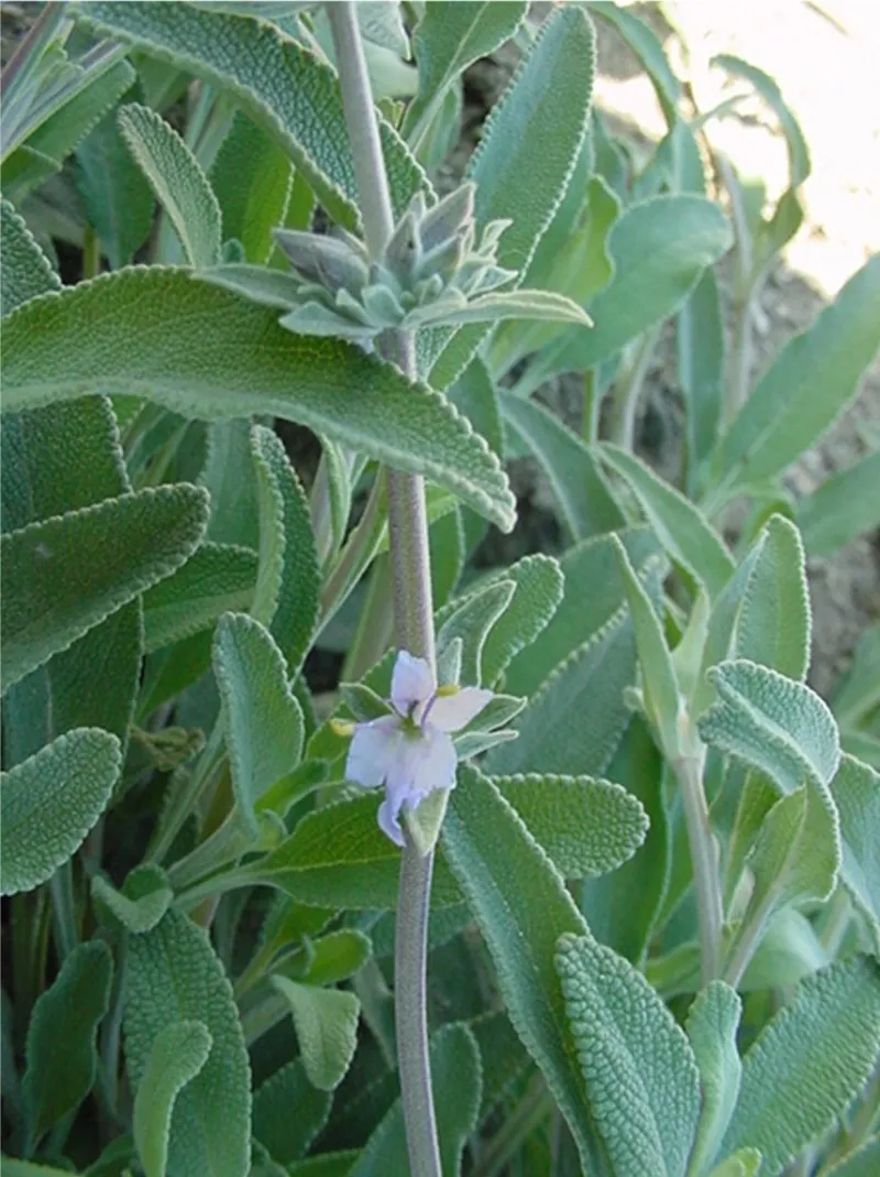 Creeping Sage Covers A Slope Fast Creeping Sage Covers A Slope Fast