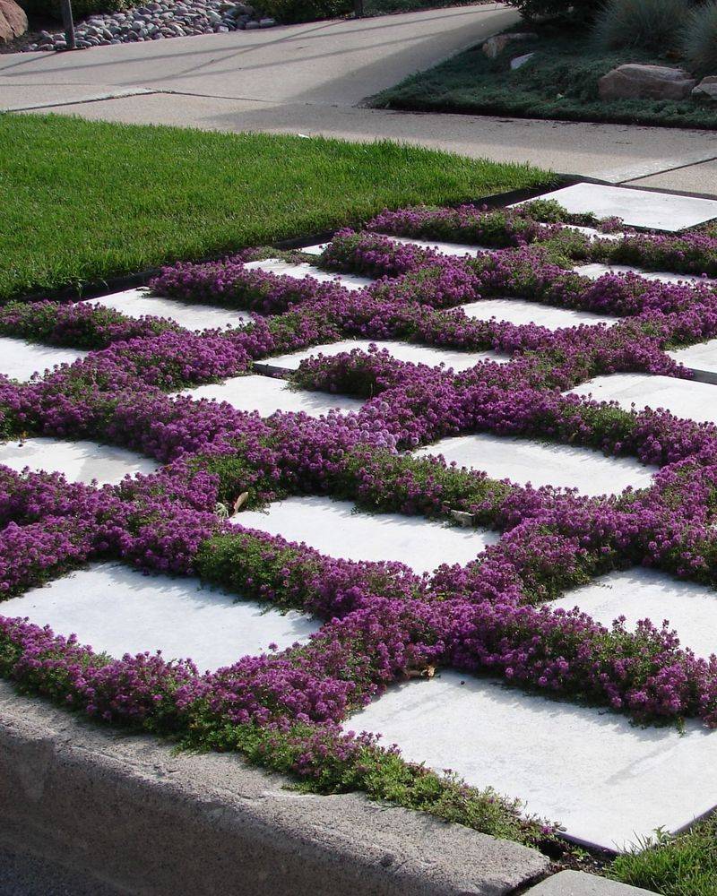 Creeping Thyme Covers Sunny, Dry Spots