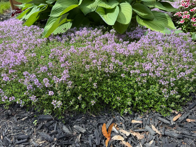 Creeping Thyme Is The Plant To Know