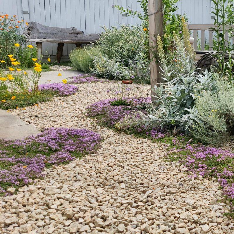 Creeping Thyme Needs Sharp Drainage To Handle Humid Summers Creeping Thyme Needs Sharp Drainage To Handle Humid Summers