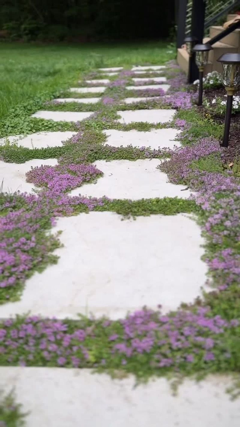 Creeping Thyme Turns Gaps Into A Feature
