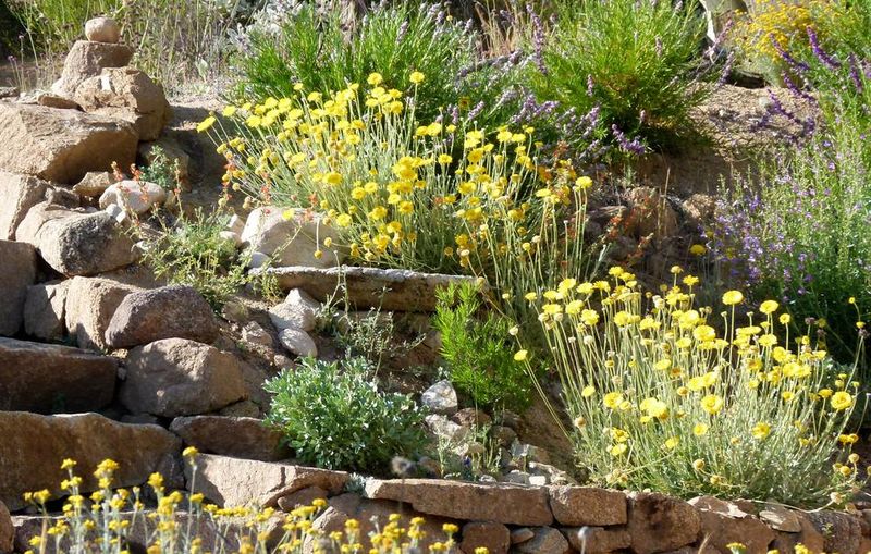 Creosote Bush and Desert Marigold