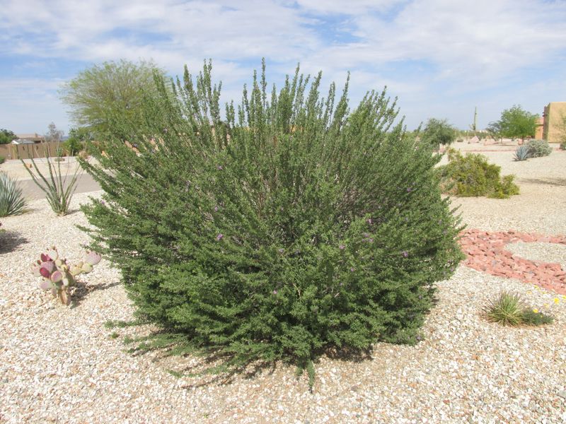 Creosote can suit a low-desert landscape Creosote can suit a low-desert landscape