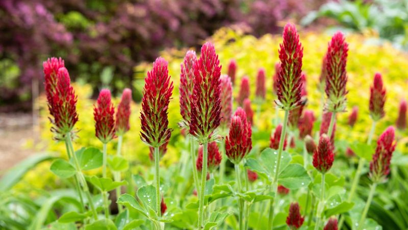 Crimson Clover Or Winter Rye To Rebuild Tired Soil Crimson Clover Or Winter Rye To Rebuild Tired Soil