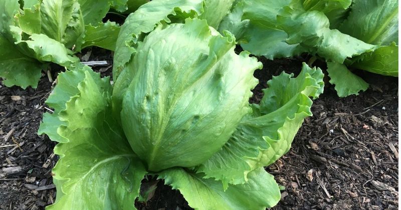 Crisphead Lettuce Struggles In Changing Weather Crisphead Lettuce Struggles In Changing Weather