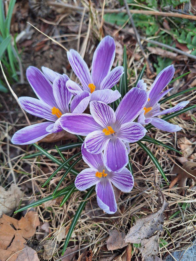 Crocus For The Earliest Blooms Crocus For The Earliest Blooms