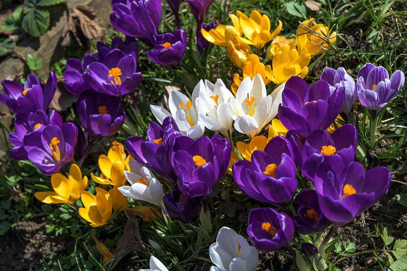 Crocus For The First Pop Of Spring Color