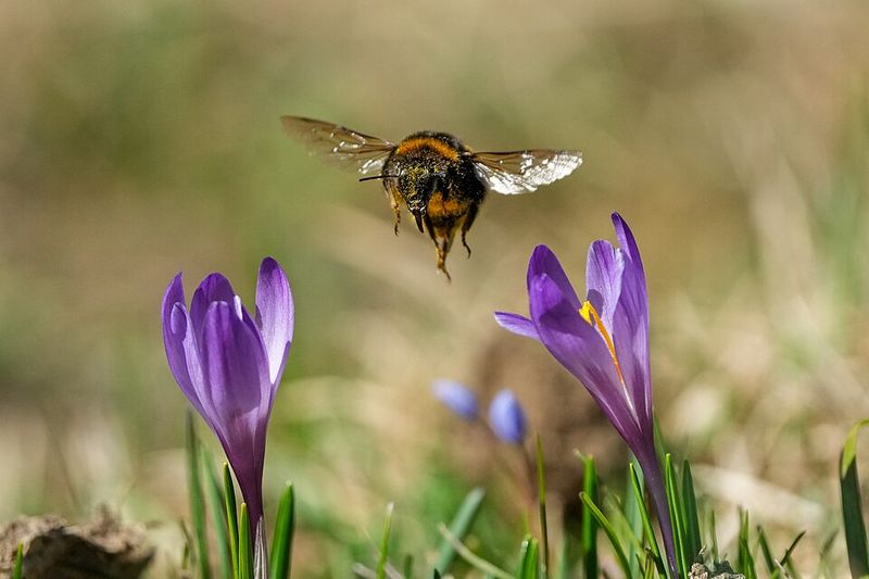 Crocuses