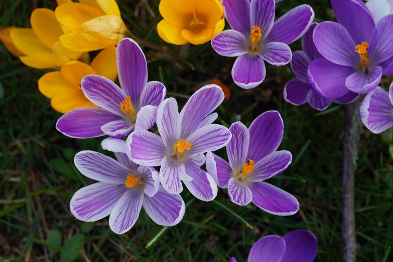 Crocuses Among The First Blooms